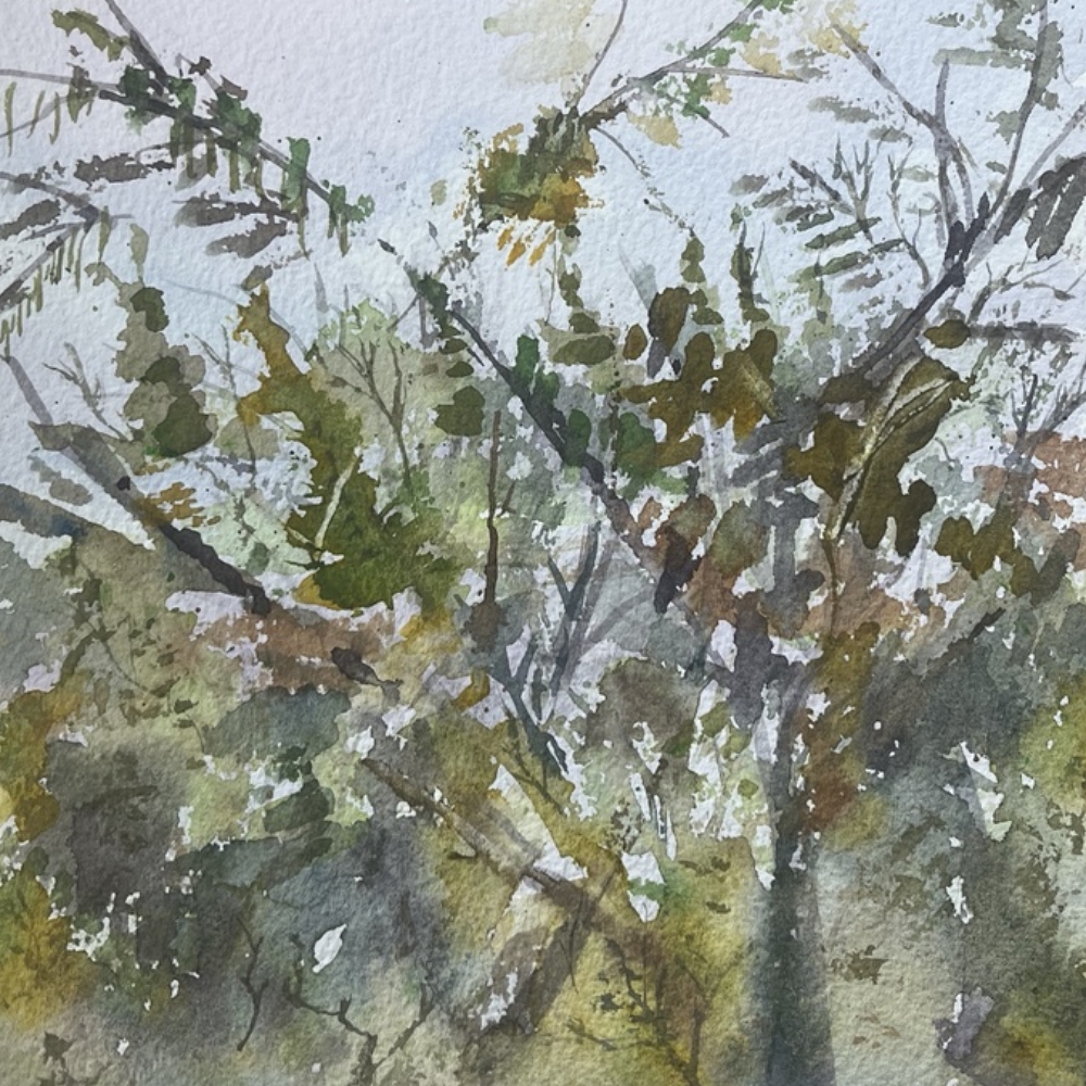 Through the Canopy